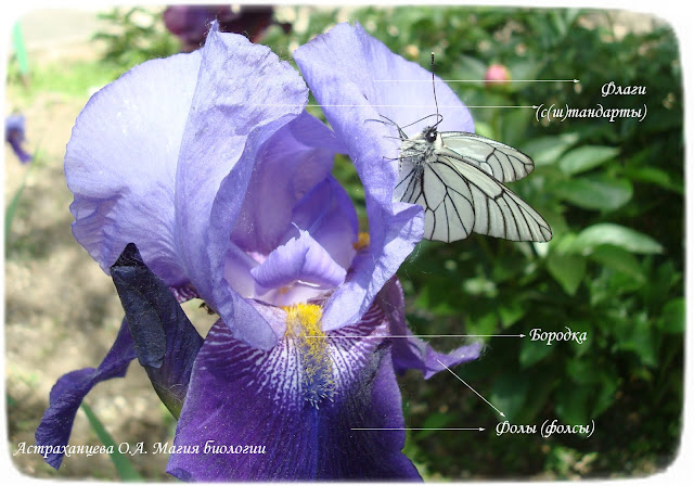 stroenie-cvetka-irisa