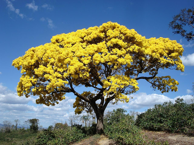 Дерево ипе - символ Бразилии