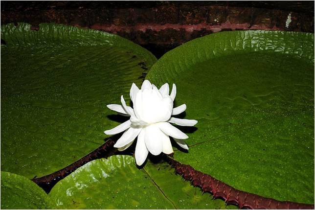 Картинки по запросу flor de la victoria regia