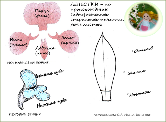 shema-stroenija-lepestka-motylkovogo-venchika