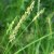 Советы и рекомендации по выращиванию синяка обыкновенного в качестве медоноса