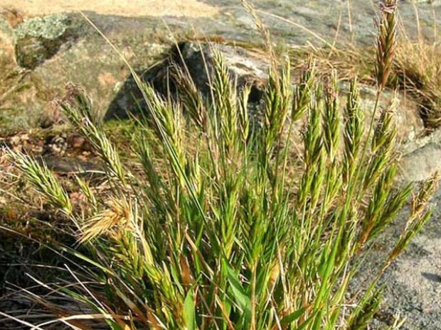 Трава зубровка полезные свойства, противопоказания, фото, рецепты