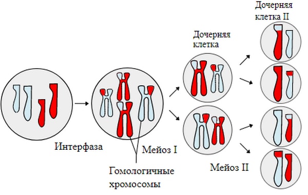 Мейоз