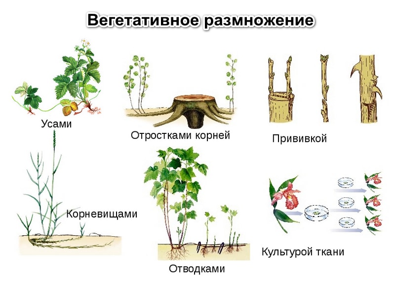 Способы вегетативного размножения