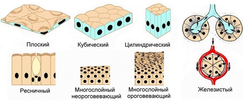 классификация по форме и функциям клеток