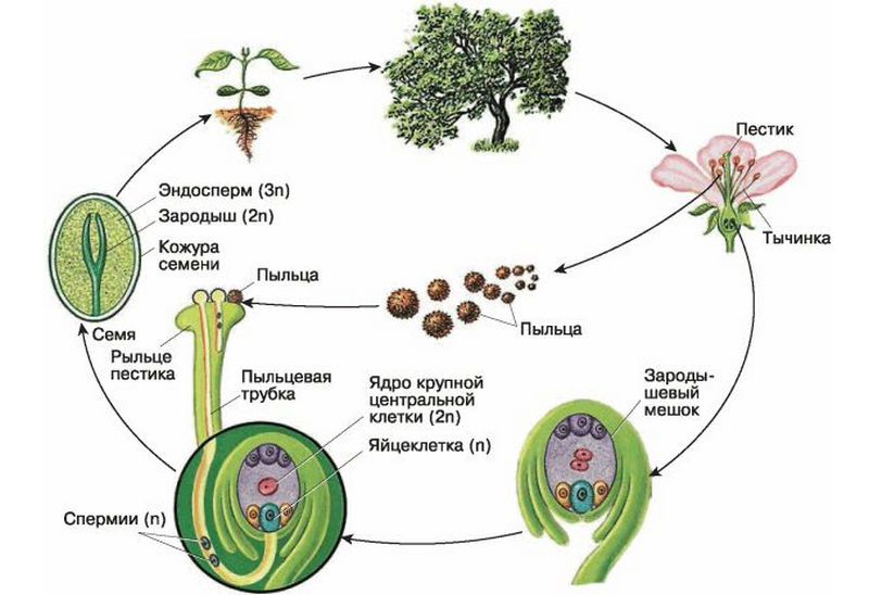 Цветковые растения