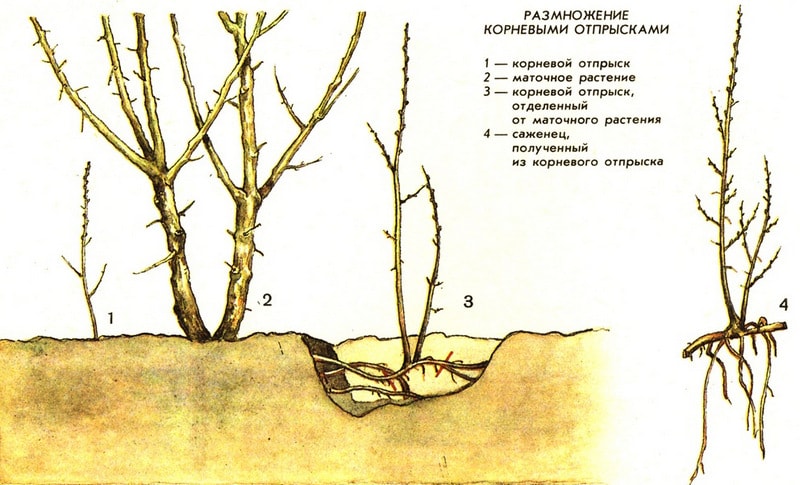 Размножение корневыми отпрысками