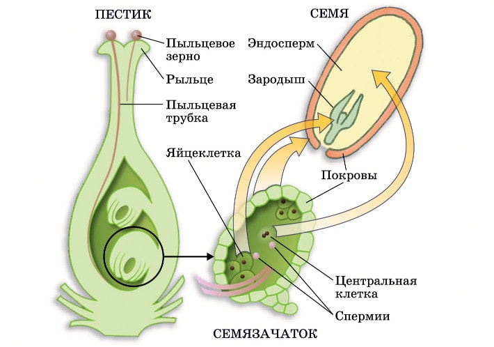 Схема двойного оплодотворения у цветковых растений