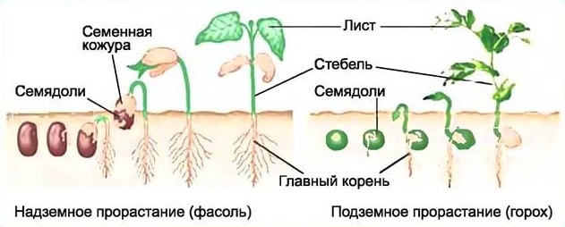 Надземный и подземный типы прорастания семян