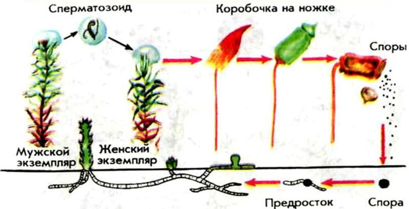 Процесс размножения мхов