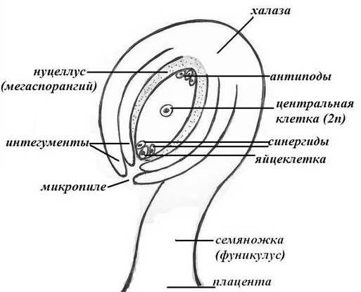 Строение семязачатка