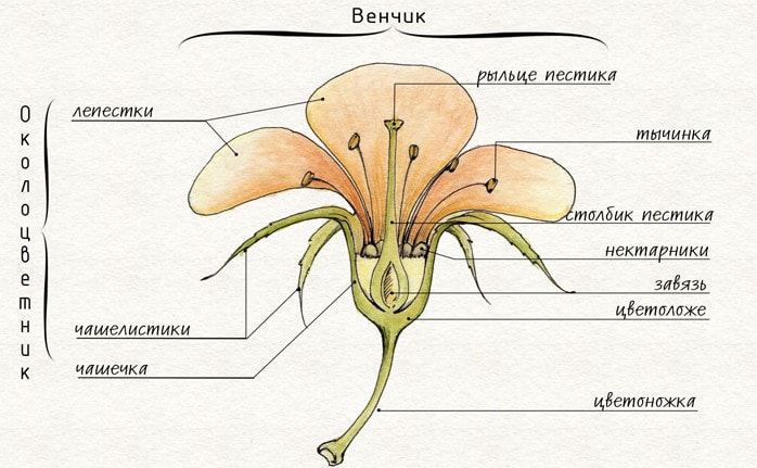Строение цветка растения