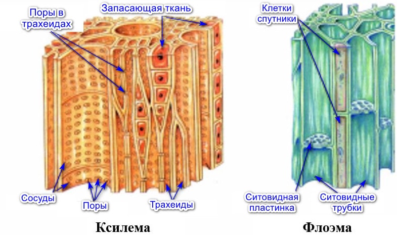 Строение проводящей ткани растений