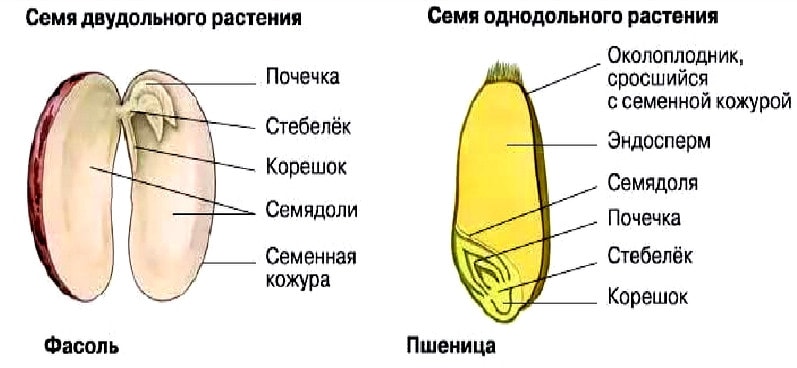 Строение семени растения