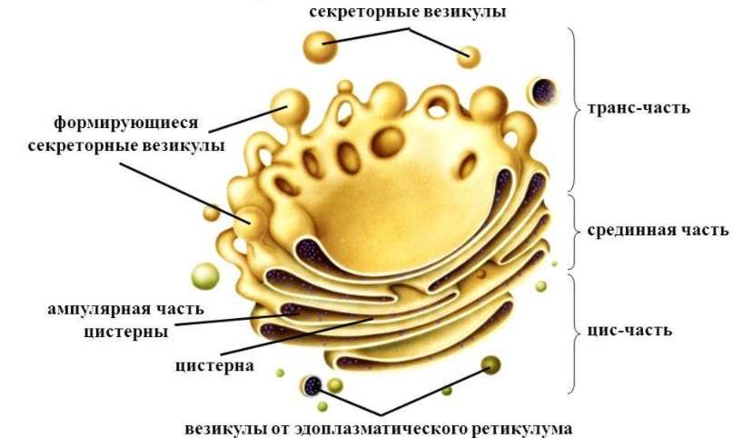 Строение аппарата Гольджи