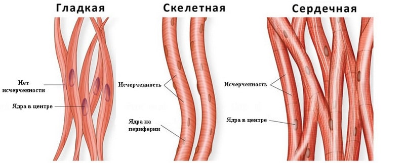 мышечная ткань