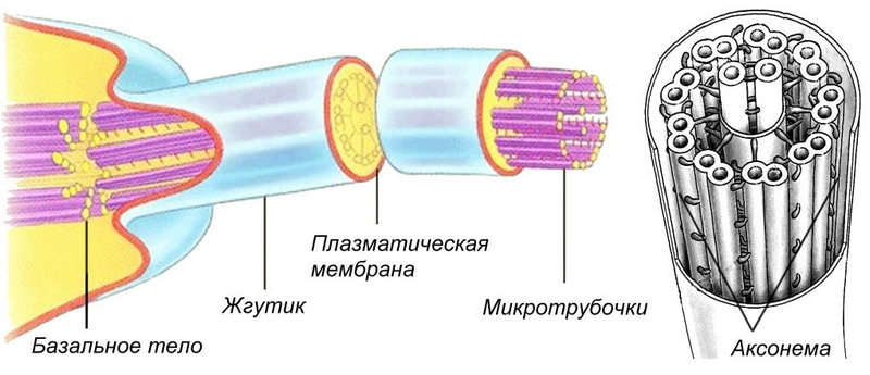 Строение жгутика