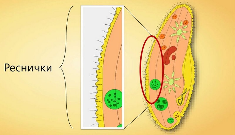Реснички инфузории туфельки