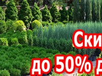 Скидка на Туи до 50%