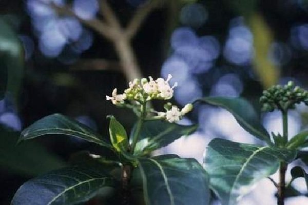 Растения афродизиаки фото описание - Йохимбе