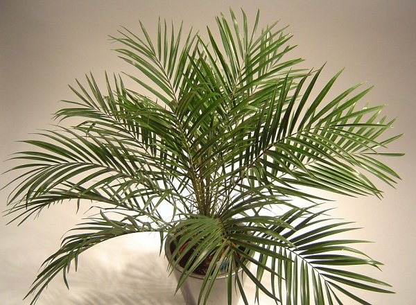 Самые распространенные комнатные растения - Финиковая пальма Робелена