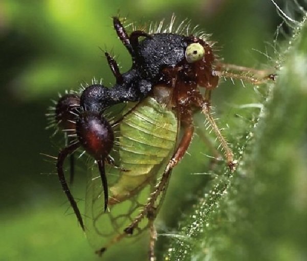 Адаптация животных в природе - Кузнечик вида Cyphonia Clavata