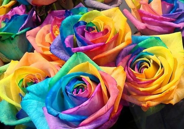 Самые дорогие цветы в мире - Радужная Роза