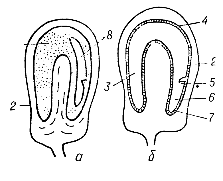 Поперечный срез семян частухи подорожниковой: а - недозрелое семена, видны остатки эндосперма; б - созревшее семена без эндосперма: 1 - эндосперм; 2 - оплодень; 3 - семядоля; 4 - семенная кожура; 5 - почка; 6 - гипокотиль; 7 - зачаточный корень; 8 - зародыш. Автор24 — интернет-биржа студенческих работ