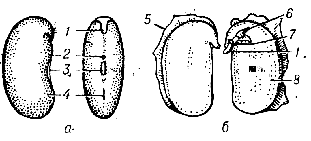Строение семени фасоли: а - общий вид; б - зародыш; 1 - корешок; 2 - микропиле; 3 - рубчик; 4 - семенной шов 5 - спермодерма; 6 - почечка; 7 - стебель; 8 - семядоля. Автор24 — интернет-биржа студенческих работ