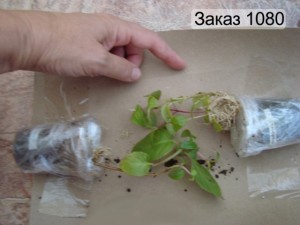 упаковка фуксий для пересылки почтой