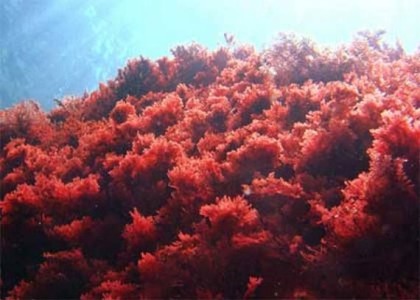 Самое ядовитое морское растение - Красные водоросли
