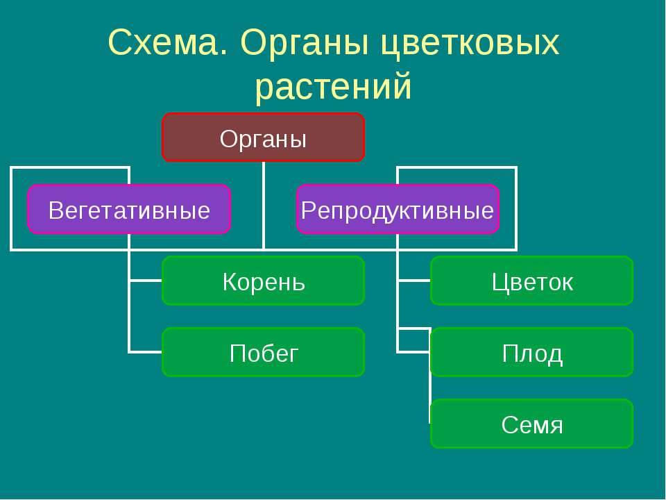 Генеративные органы цветковых.