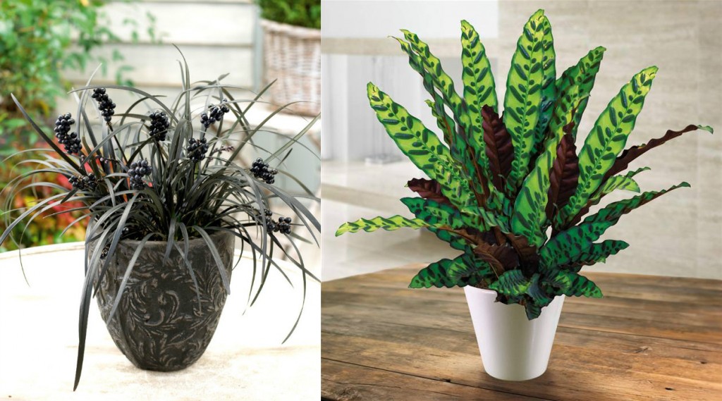 Офиопогон и калатея – необычные тенелюбивые растения