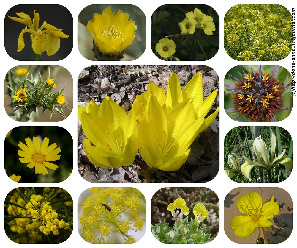 Yelow-flowers-Collage-a