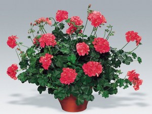 Pelargonium_Peltatum_Apricot