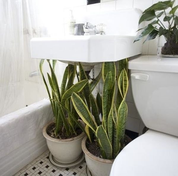 Фотография: в стиле , Ванная, Флористика, Советы, комнатные растения для ванной комнаты – фото на InMyRoom.ru