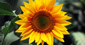 Декоративные подсолнухи - фото сортов, применение в дизайне сада фото