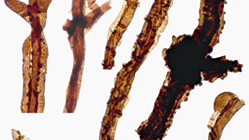 Грибок Tortotubus, древнейший на Земле житель суши