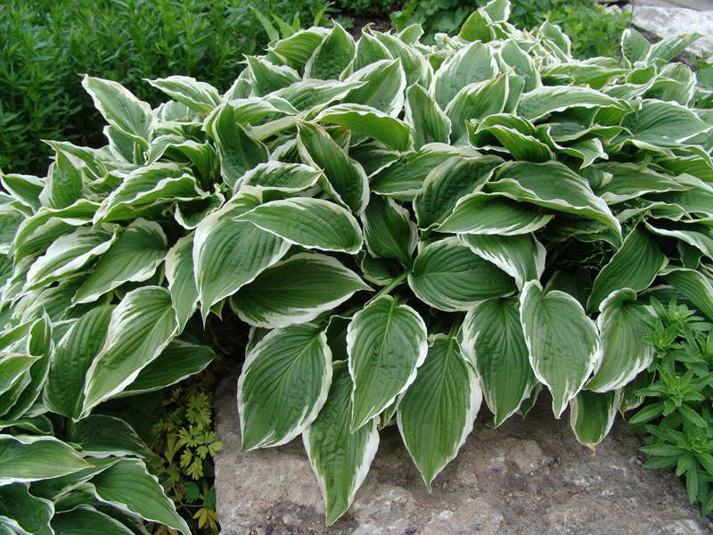 Курчавая хоста Hosta crispula сорт 'Thomas-Hoog' фото