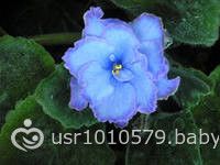 Комнатные растения с голубыми цветами!