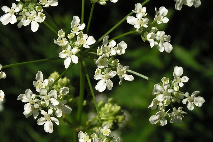 1024px-Apiaceae20090612_291