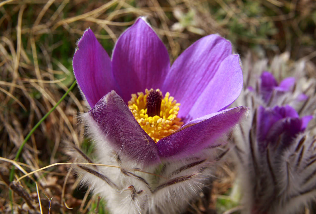 Прострелы, или сон-трава (Pulsatilla), относятся к семейству лютиковых