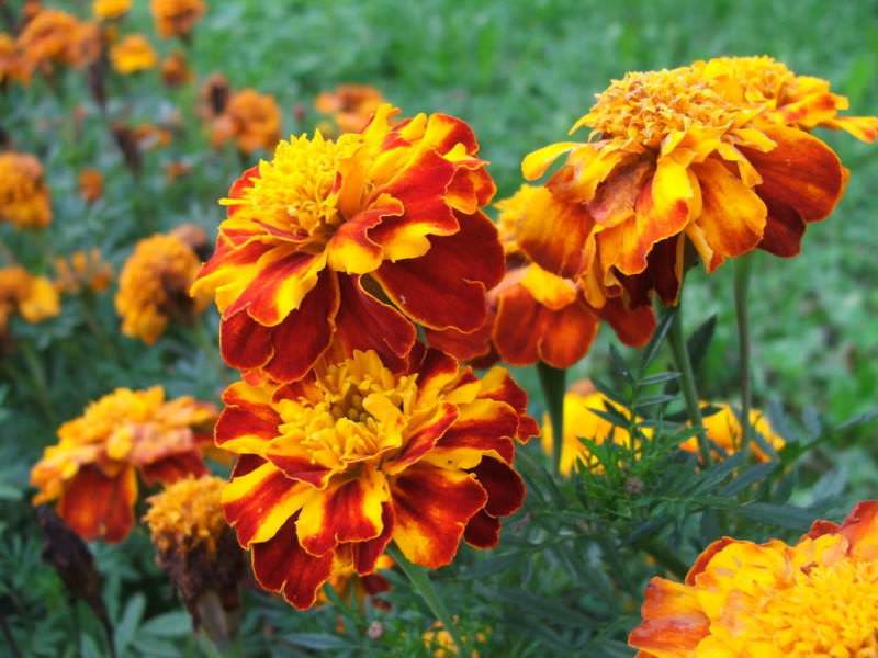 Латинское название данного растения Tagetes, в народе его иногда именуют чернобривцами