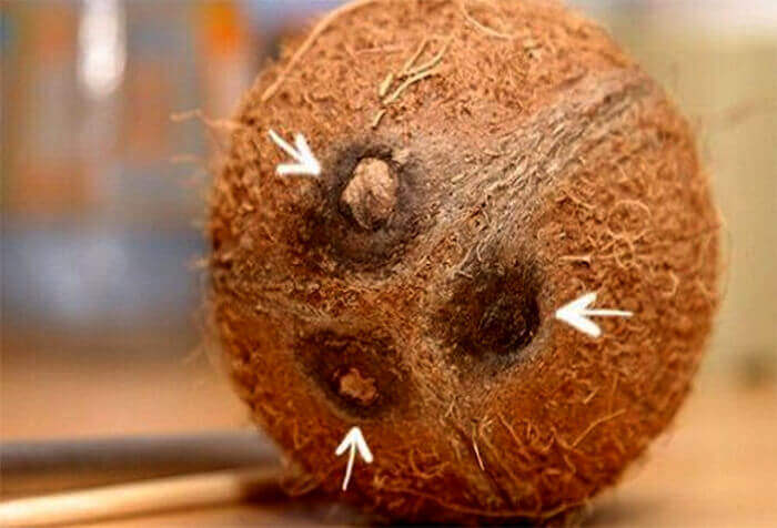 В месте прорастания семян кокоса находятся три небольших отверстия, с помощью штопора или острого ножа нужно пробить два из них, затем слить в миску кокосовое молоко