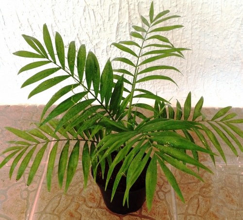 Хамедорея относится к самым популярным комнатным растениям