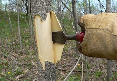 Отправляться в лес за корой осины нужно приблизительно с 20 апреля до 1 июня, потому что в этот период происходит активное движение сока