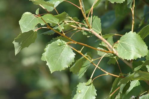 Осина – целебное дерево, способное помочь в нетрадиционном лечении некоторых заболеваний