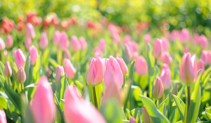 Тюльпаны: рекомендации по выращиванию и уходу