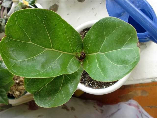 «Скрипичный» (Ficus lyrata Warb.)