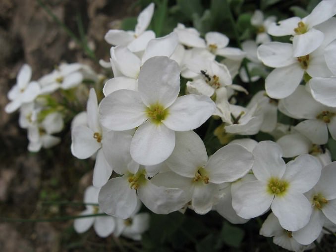 Резуха кавказская (Arabis caucasica) отличается розовой и белой окраской цветков